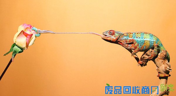 美摄影师抓拍变色龙光速捕食精彩瞬间(组图)