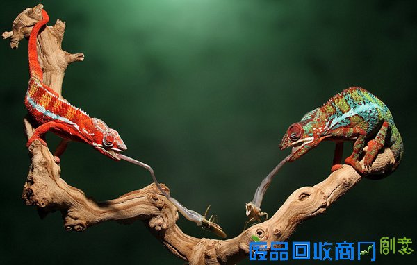 美国摄影师克伦威尔抓拍到两只变色龙同时伸出舌头捕食的珍贵镜头。（网页截图）