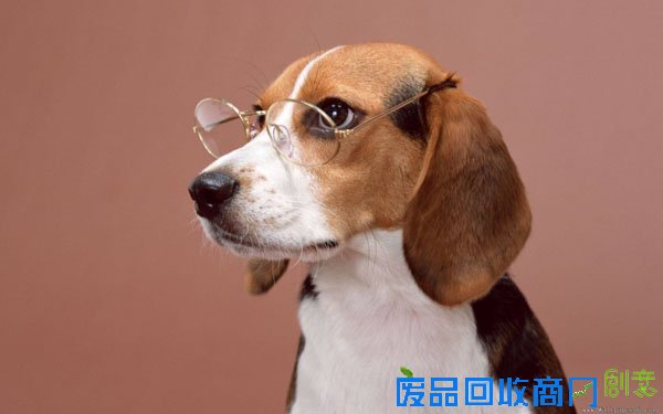 萌宠图片第35期：活泼可爱的比格犬