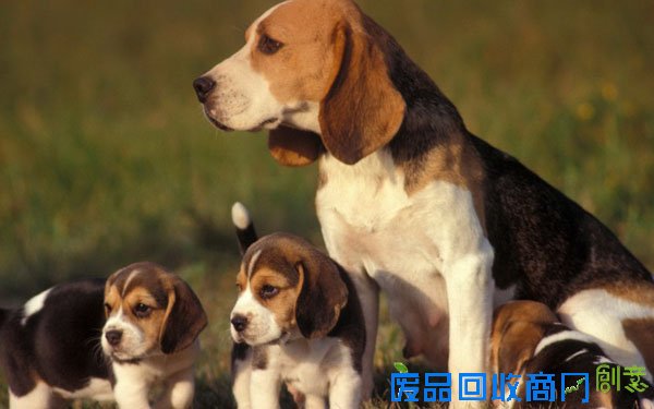 萌宠图片第35期：活泼可爱的比格犬