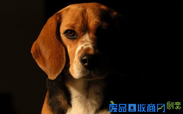 萌宠图片第35期：活泼可爱的比格犬