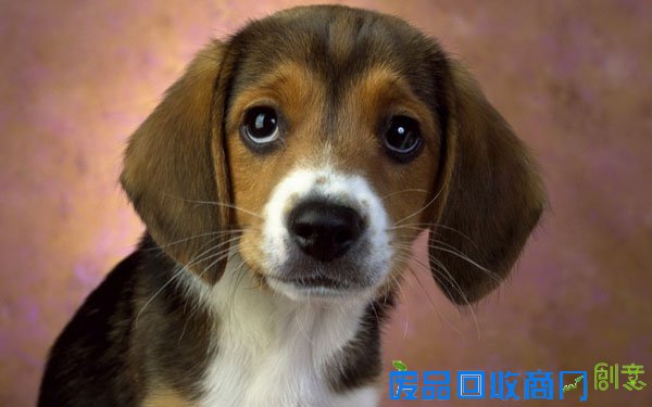 萌宠图片第35期：活泼可爱的比格犬