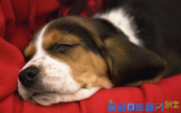 萌宠图片第35期：活泼可爱的比格犬