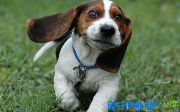 萌宠图片第35期：活泼可爱的比格犬