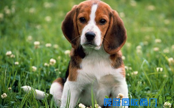 萌宠图片第35期：活泼可爱的比格犬