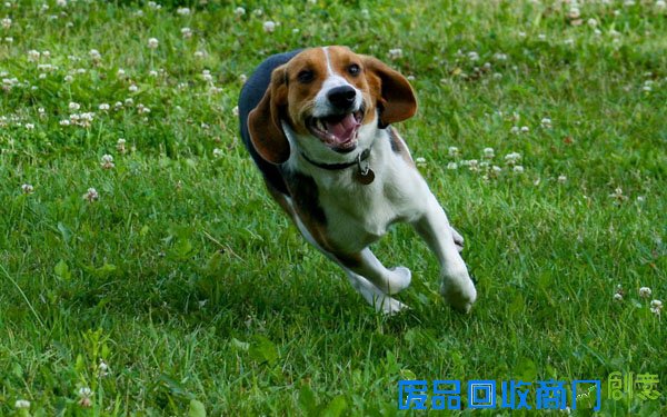 萌宠图片第35期：活泼可爱的比格犬