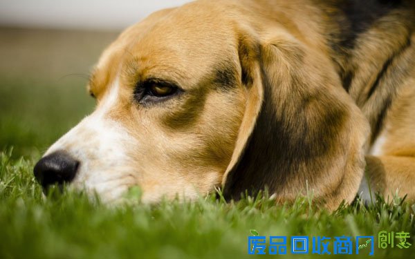萌宠图片第35期：活泼可爱的比格犬