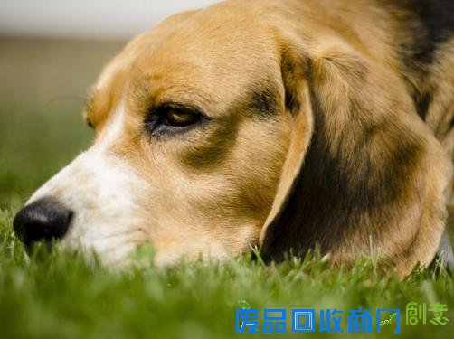 萌宠图片第35期：活泼可爱的比格犬