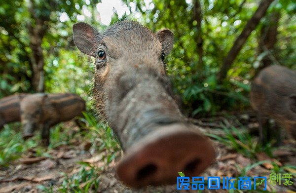 加里曼丹岛上的须猪，它是岛上唯一土生土长的猪，一般生活在雨林里。（网页截图）