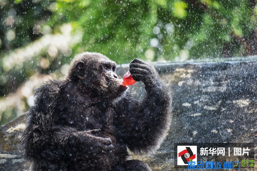 盘点2015年的动物表情 妙趣横生的另类温馨可爱（图）