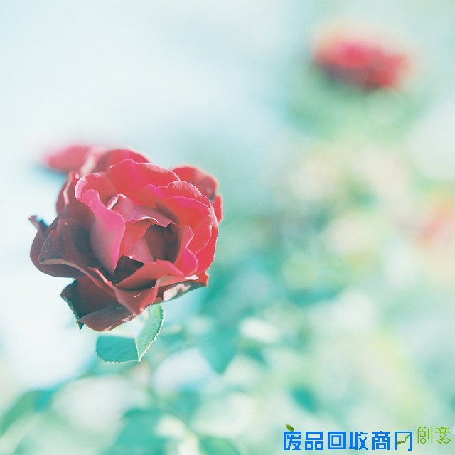 小清新森系植物伤感绿色意境图片