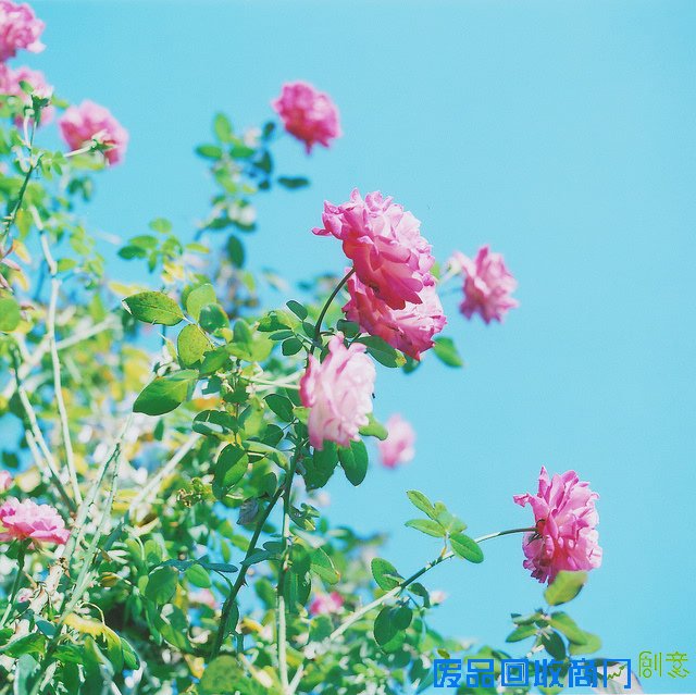 小清新森系植物伤感绿色意境图片