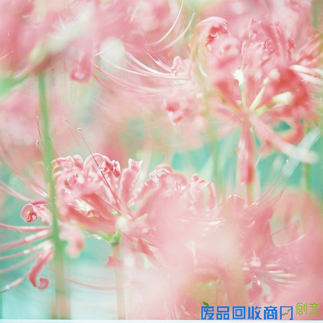 小清新森系植物伤感绿色意境图片