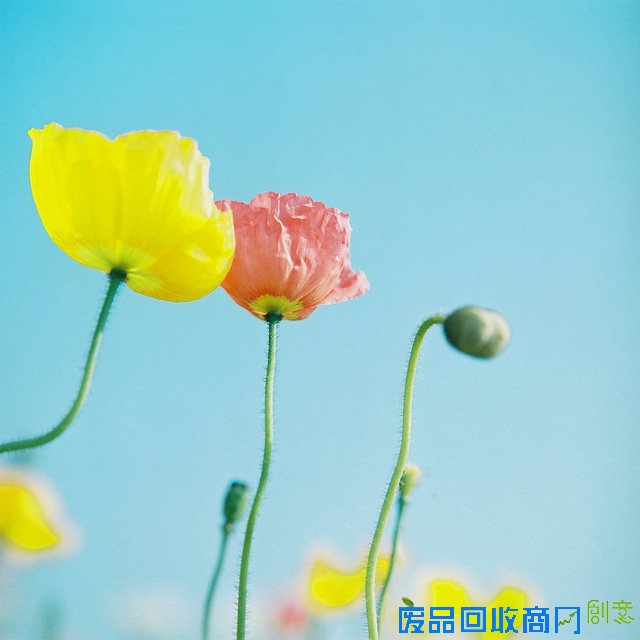 小清新森系植物伤感绿色意境图片