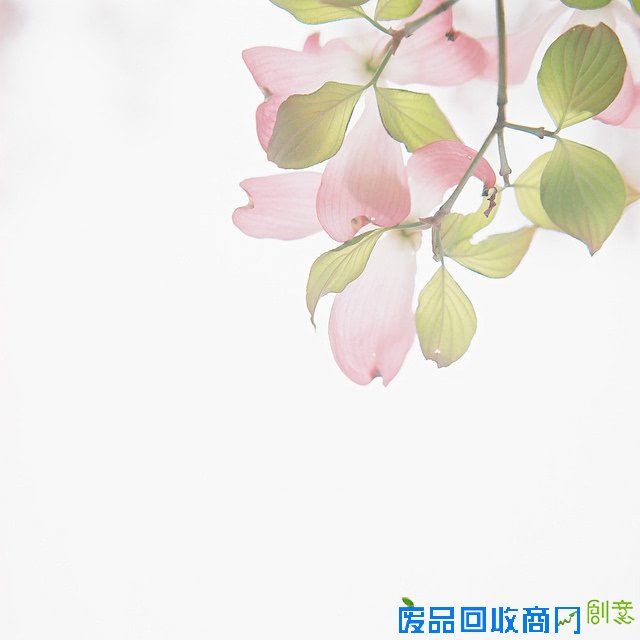 小清新森系植物伤感绿色意境图片