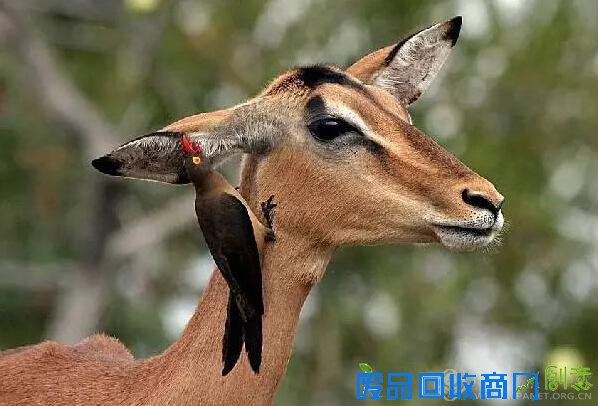 德国摄影获奖作品欣赏