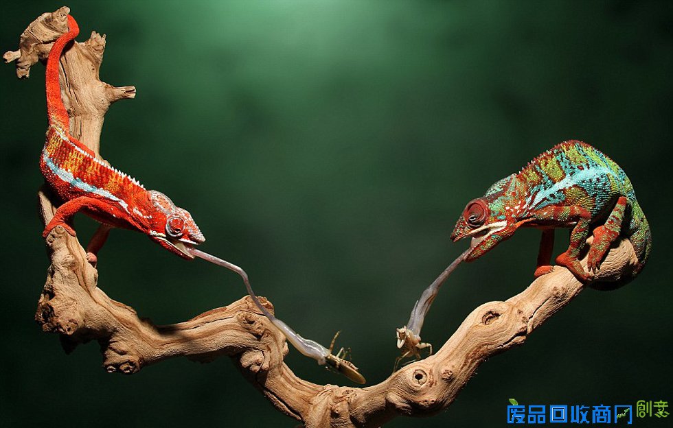 美摄影师抓拍变色龙捕食精彩瞬间[组图]