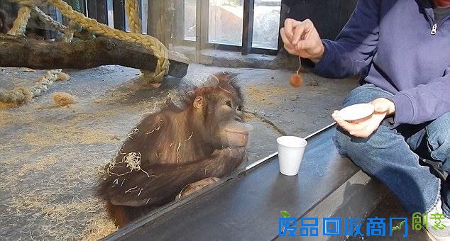 猩猩看魔术表演狂笑不止甚至倒地打滚 可爱哭了