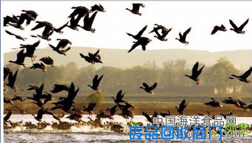溢泉湖成大雁迁徙乐园