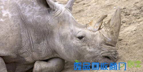 资料图:白犀牛。
