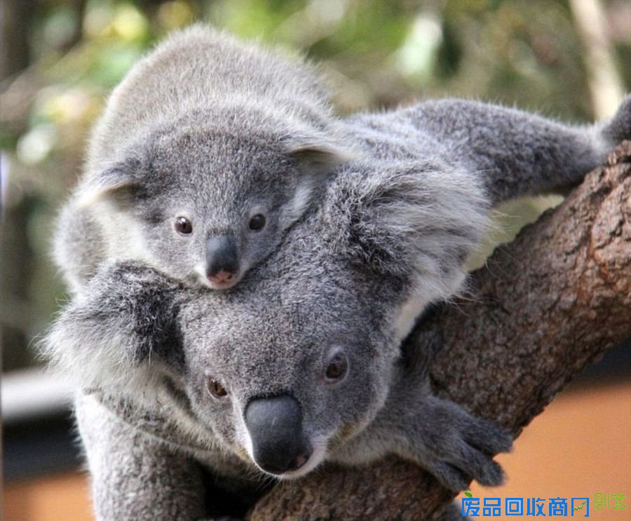 澳管理员助树袋熊照顾可爱幼崽(组图)