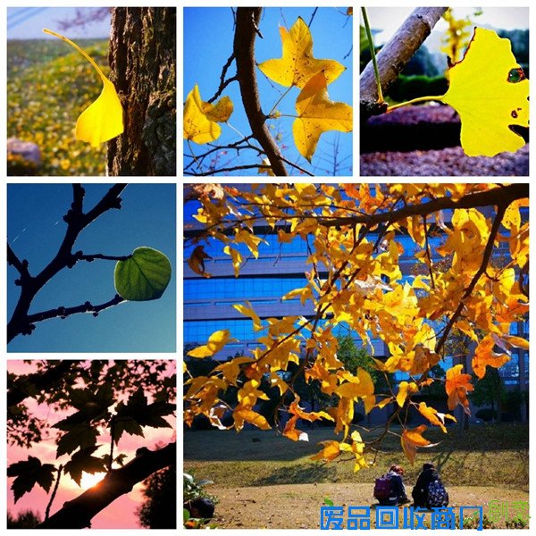 至美一拍 “冬日里最美的风景”唯美谢幕