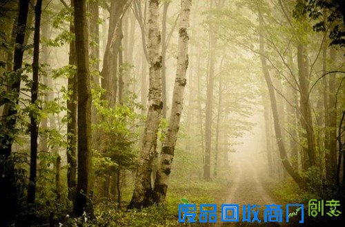 传说中的迷雾森林 唯美意境摄影图赏