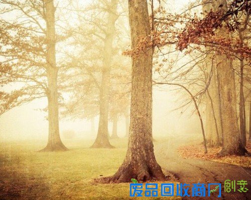 传说中的迷雾森林 唯美意境摄影图赏