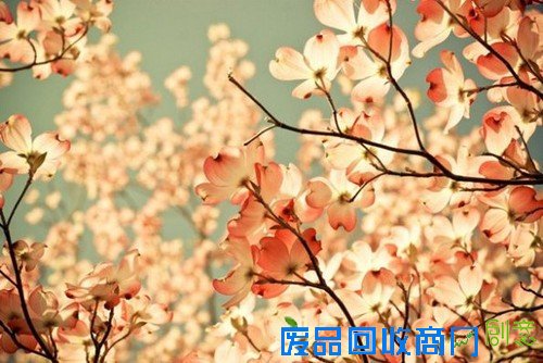 传说中的迷雾森林 唯美意境摄影图赏