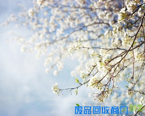 传说中的迷雾森林 唯美意境摄影图赏