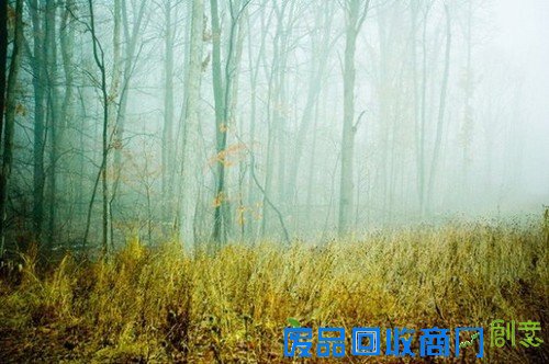 传说中的迷雾森林 唯美意境摄影图赏