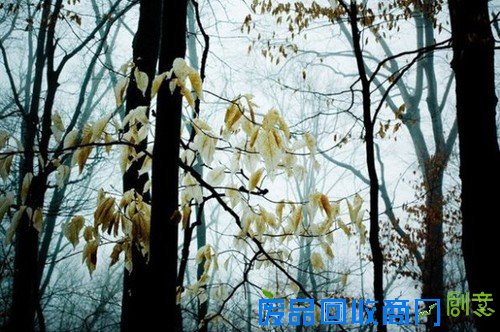 传说中的迷雾森林 唯美意境摄影图赏