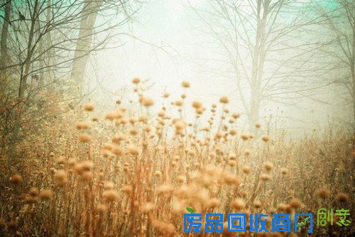 传说中的迷雾森林 唯美意境摄影图赏