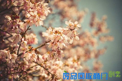 传说中的迷雾森林 唯美意境摄影图赏