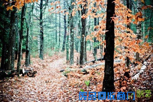 传说中的迷雾森林 唯美意境摄影图赏