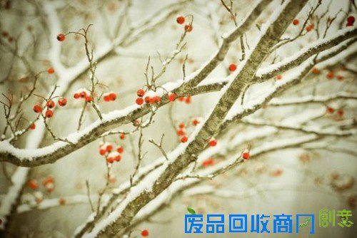 传说中的迷雾森林 唯美意境摄影图赏