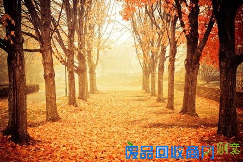 传说中的迷雾森林 唯美意境摄影图赏