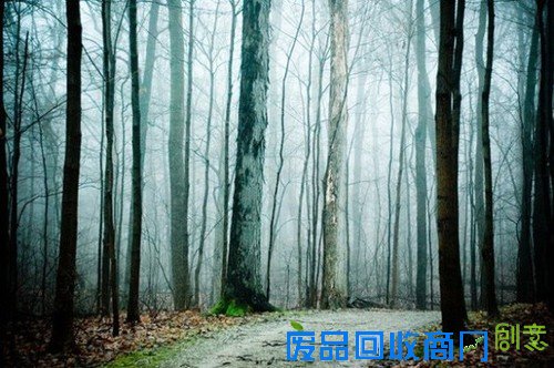 传说中的迷雾森林 唯美意境摄影图赏
