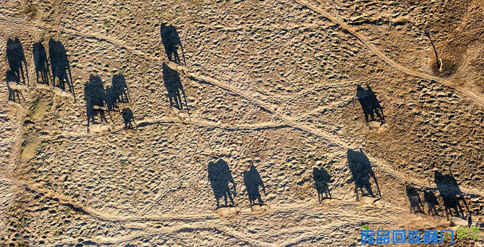 澳摄影师百米高空拍象群沙漠唯美投影