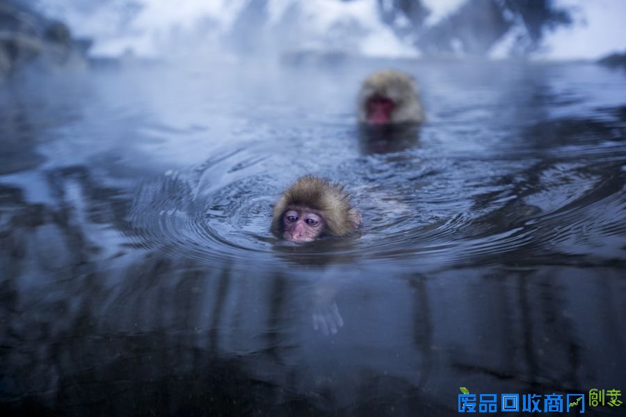 2015年11月30日消息（具体拍摄时间不详），一只可爱的日本猕猴在泡温泉的时候做出滑稽的伸展动作，好似在练习瑜伽。这只小猕猴只有2岁大，和其他30余只猕猴一起享受水池的温暖，伸展着筋骨，它如此灵活，可以把自己的脚放在嘴中，取悦围观的看客。野生动物摄影师Anup Shah和妻子Fiona Rogers在地狱谷公园拍摄这些妙趣横生的景象。