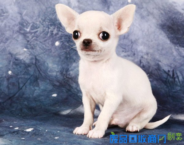 萌宠图片第41期：可爱的吉娃娃