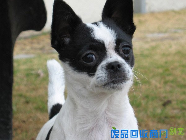 萌宠图片第41期：可爱的吉娃娃