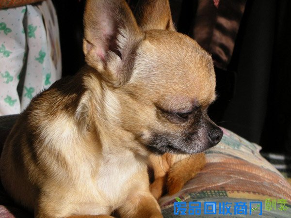 萌宠图片第41期：可爱的吉娃娃