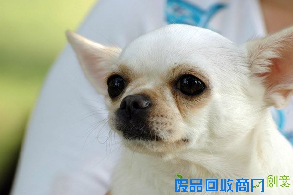 萌宠图片第41期：可爱的吉娃娃