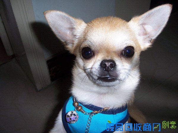 萌宠图片第41期：可爱的吉娃娃