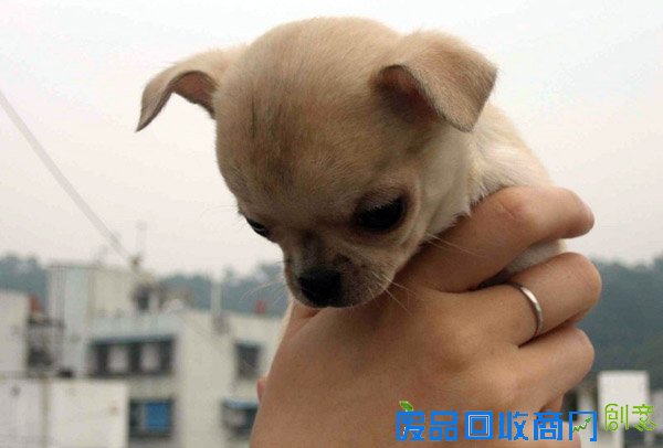 萌宠图片第41期：可爱的吉娃娃