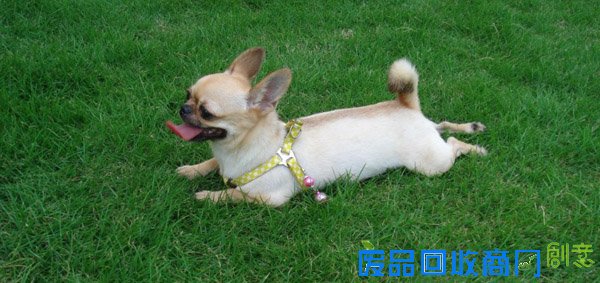 萌宠图片第41期：可爱的吉娃娃