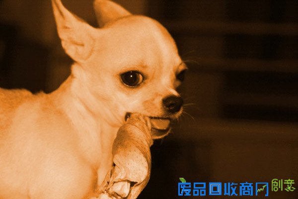 萌宠图片第41期：可爱的吉娃娃