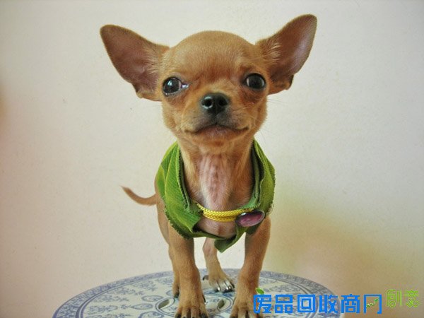 萌宠图片第41期：可爱的吉娃娃