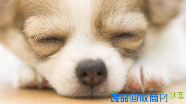 萌宠图片第41期：可爱的吉娃娃